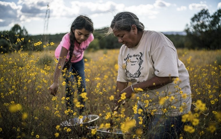 Gather Film Still - A young Native American girl bending over and an older Native American woman on her knees in a field of yellow plants, both looking down towards the ground. 