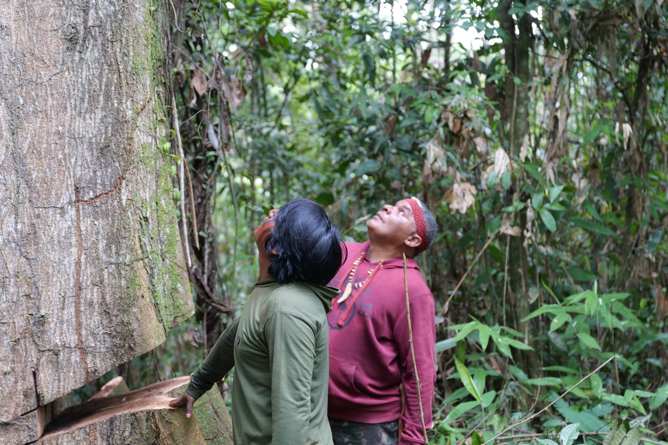 Marçal Guajajara and a fellow Forest Guardian mourn a tree they were too late to save  (photo credit Edivan Guajajara)